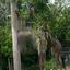 A giraffe stands alone the shade in an enclosure..jpg